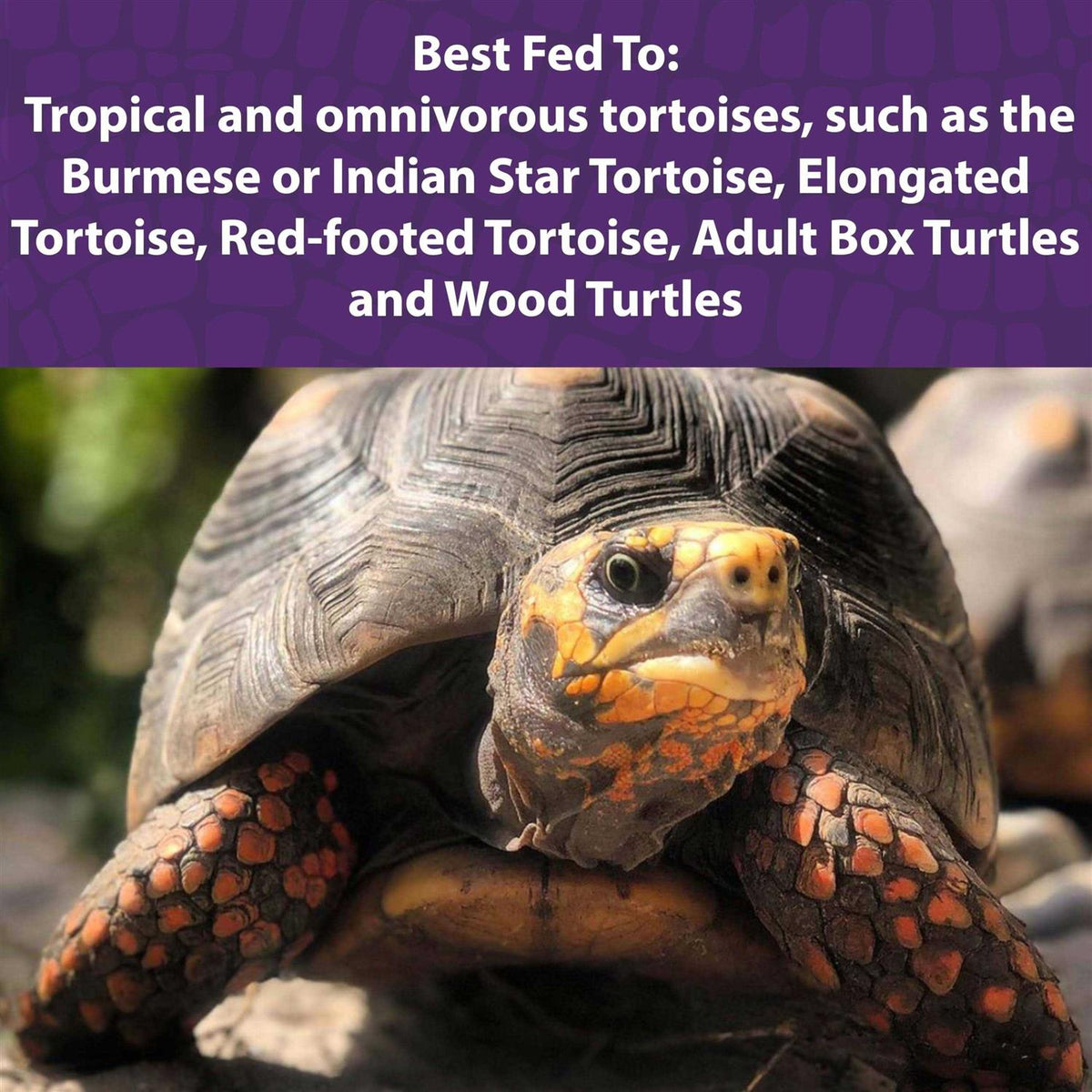 Tortoise Diet V3083