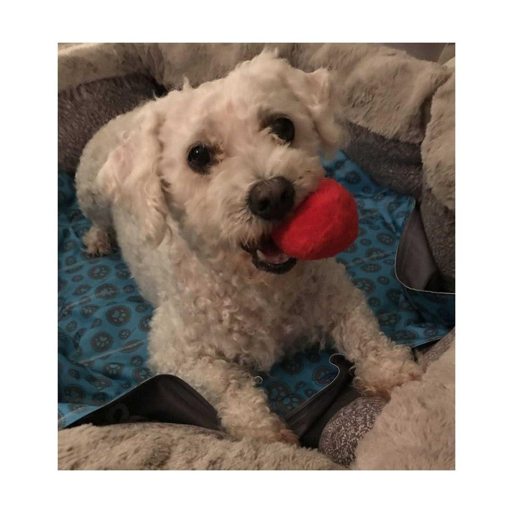 12 Pack Plush Squeaky Balls E7229
