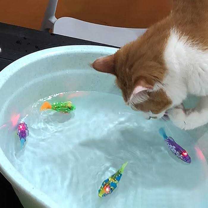 Litter Mat with Cat Toy K5621