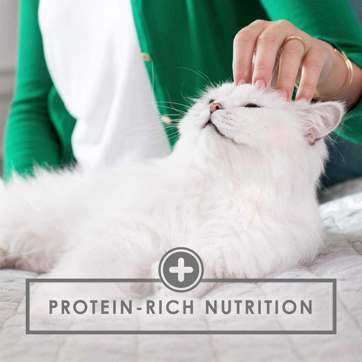 Wet Cat & Kitten Food L319263