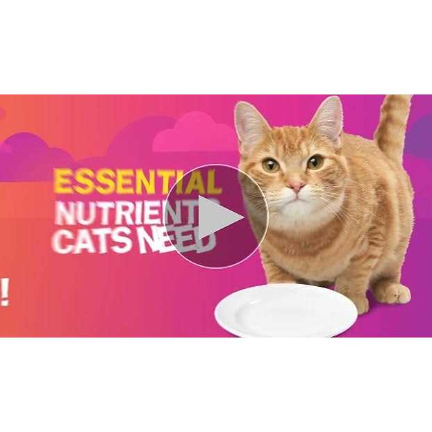 Wet Cat Food P404