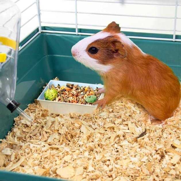 Small Animal Starter Kit H722275