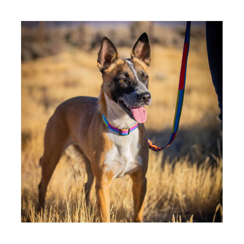 GoodDog Collar I277