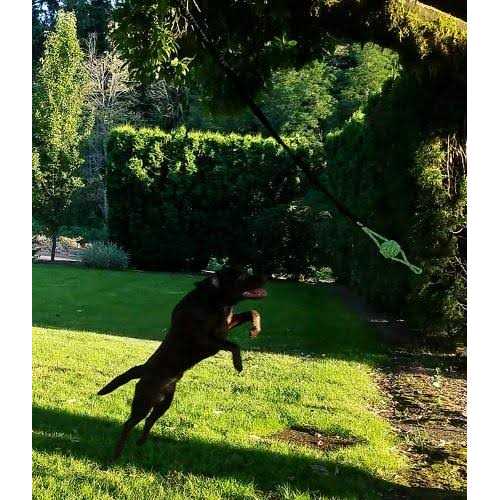 Outdoor Hanging Bungee Dog Toy Large X3373