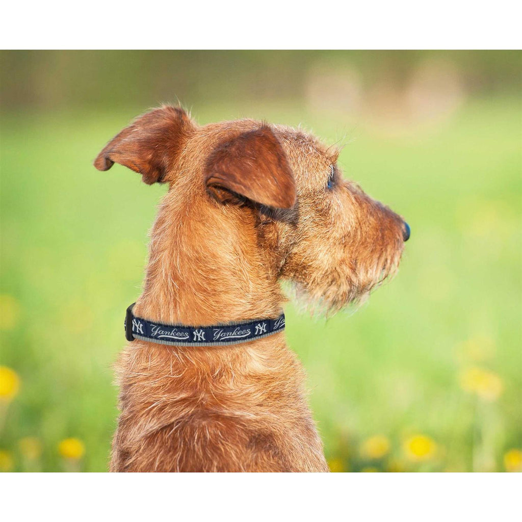 Dog Collar F556582