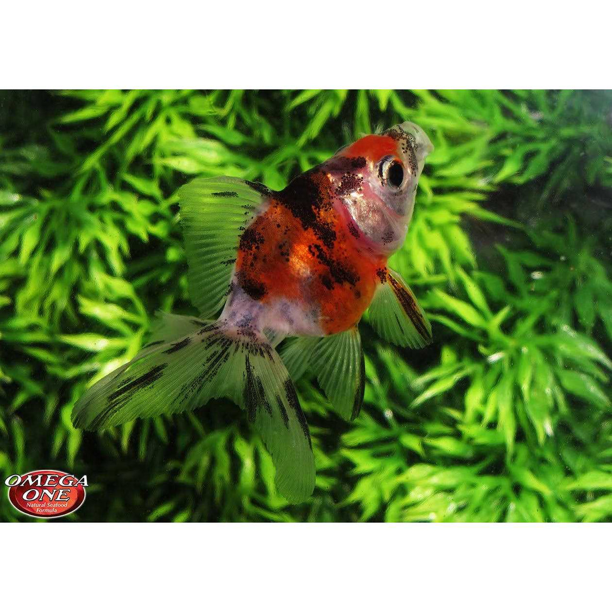 Sinking Small Goldfish Pellets X2924