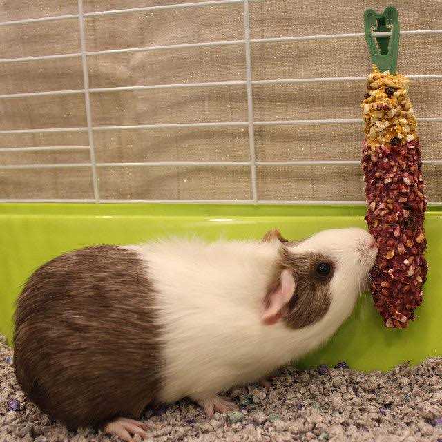 Crunch Sticks Guinea Pig N6670