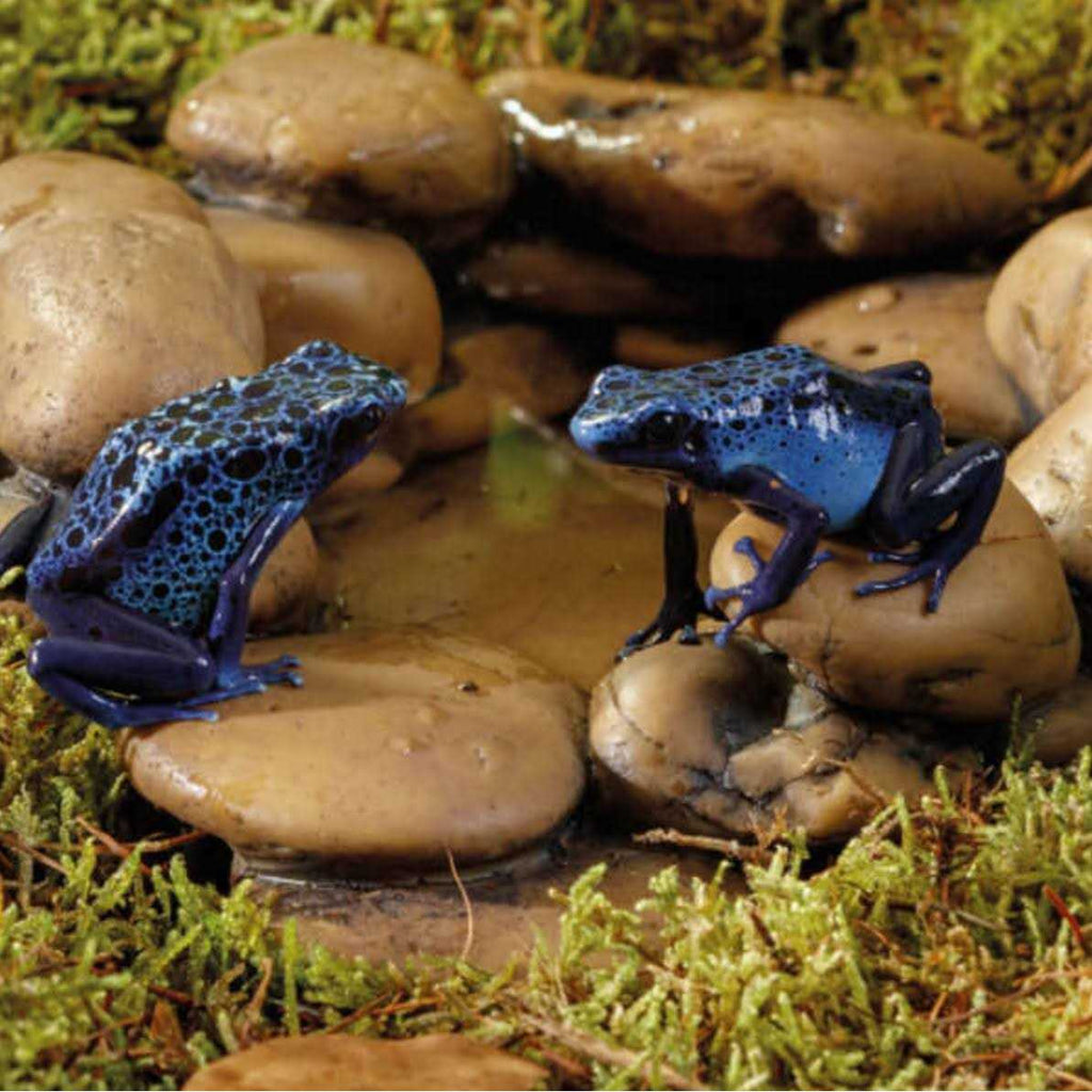 Frog Pond L2439