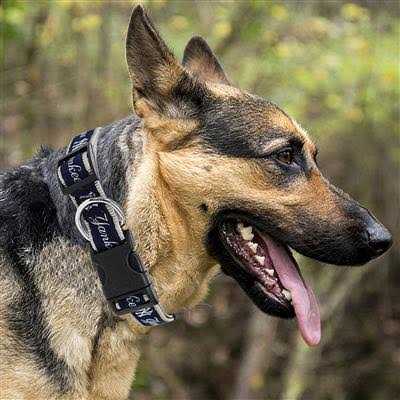 Dog Collar F556582