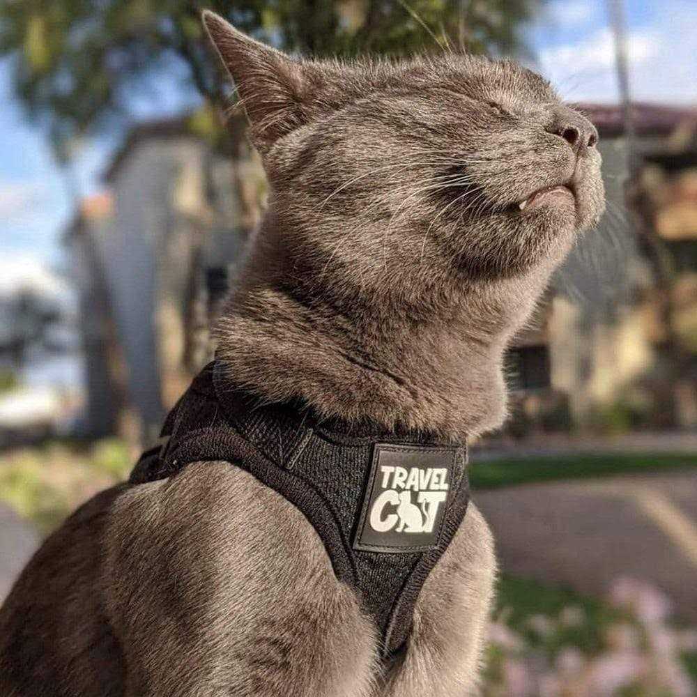 Reflective Cat & Kitten Harness and Leash N567156