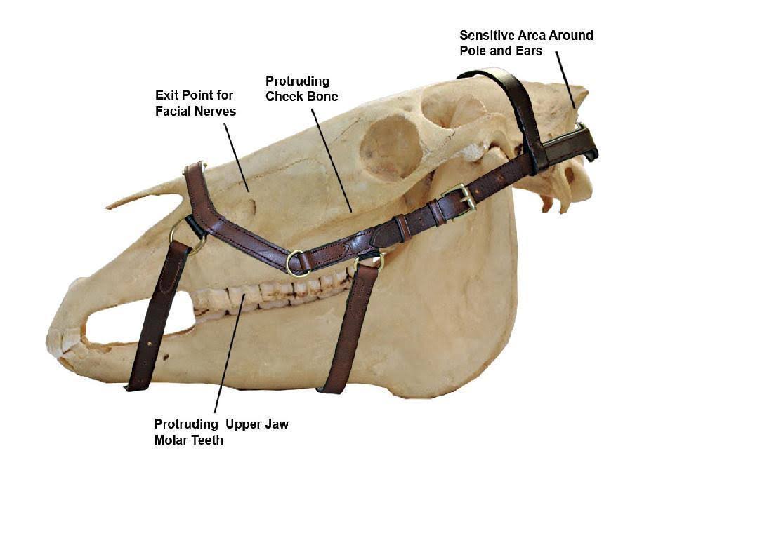 Black Competition Bridle C2325