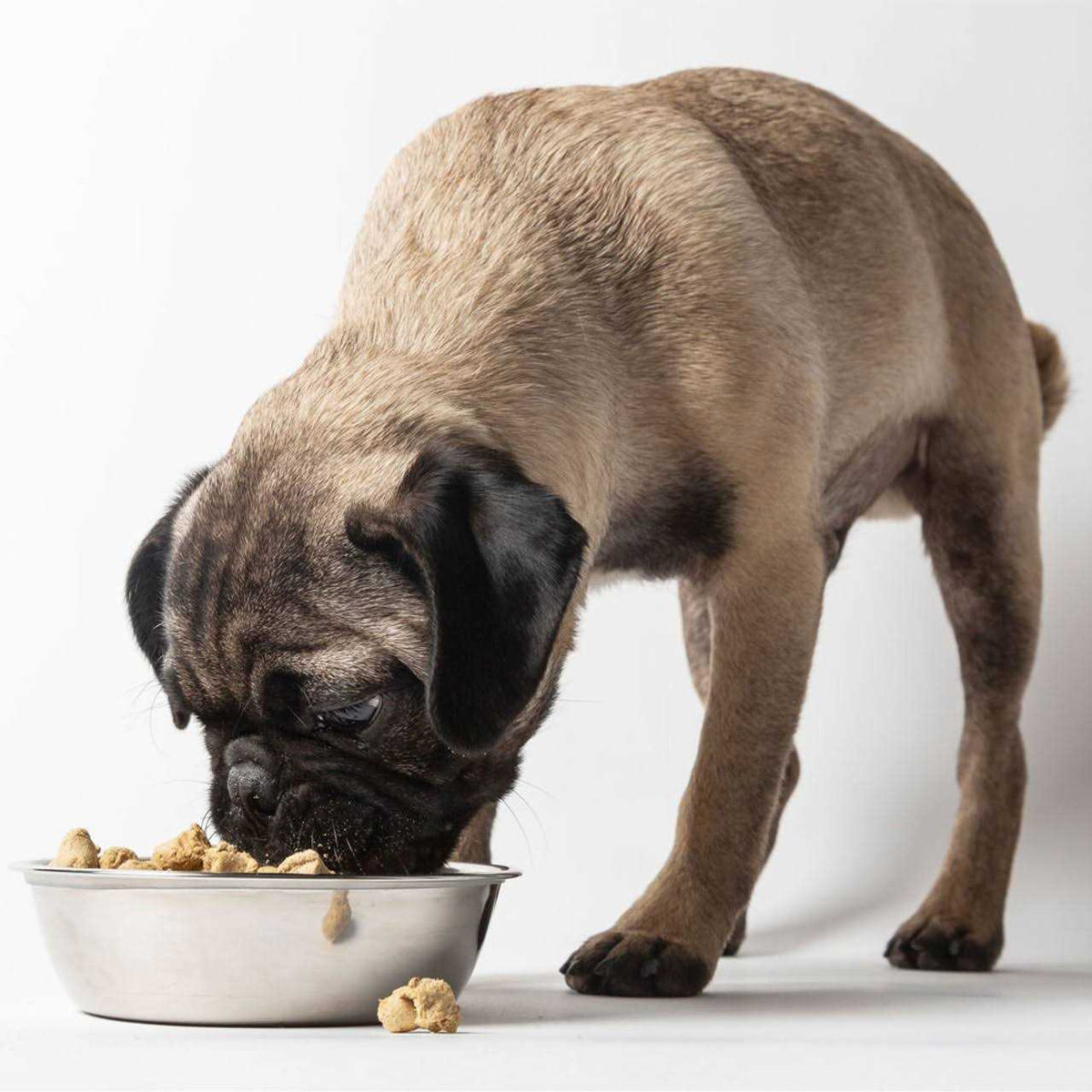 Freeze-Dried Dog Food I85574