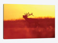 Golden Mood Deer Canvas Wall Art Prints E430594