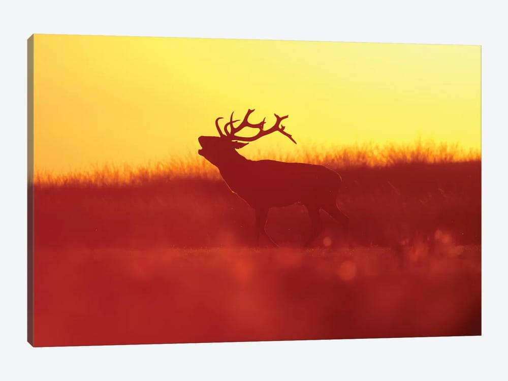 Golden Mood Deer Canvas Wall Art Prints E430594