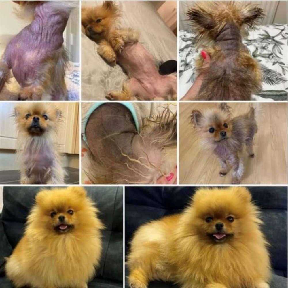 Pet Skin Rescue Lotion Y358